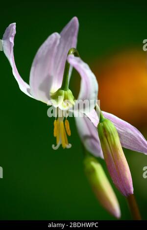 Eritronium Cascade Sunset Strain, Soft Pink fiori, giardino di legno, ombra, ombreggiato, legno, dente del cane viola, primavera, fiori, fiore, fioritura, RM Flor Foto Stock