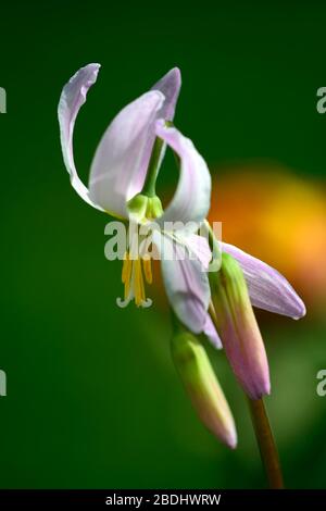 Eritronium Cascade Sunset Strain, Soft Pink fiori, giardino di legno, ombra, ombreggiato, legno, dente del cane viola, primavera, fiori, fiore, fioritura, RM Flor Foto Stock