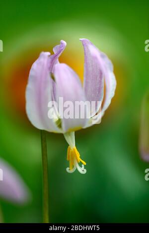 Eritronium Cascade Sunset Strain, Soft Pink fiori, giardino di legno, ombra, ombreggiato, legno, dente del cane viola, primavera, fiori, fiore, fioritura, RM Flor Foto Stock