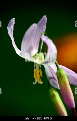 Eritronium Cascade Sunset Strain, Soft Pink fiori, giardino di legno, ombra, ombreggiato, legno, dente del cane viola, primavera, fiori, fiore, fioritura, RM Flor Foto Stock