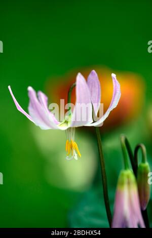 Eritronium Cascade Sunset Strain, Soft Pink fiori, giardino di legno, ombra, ombreggiato, legno, dente del cane viola, primavera, fiori, fiore, fioritura, RM Flor Foto Stock