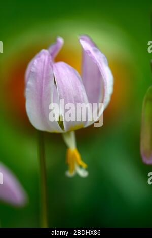 Eritronium Cascade Sunset Strain, Soft Pink fiori, giardino di legno, ombra, ombreggiato, legno, dente del cane viola, primavera, fiori, fiore, fioritura, RM Flor Foto Stock