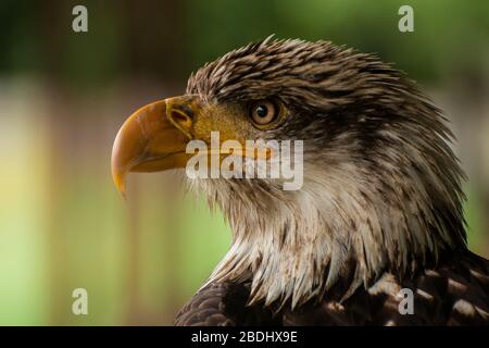 Testa di un'aquila calva Foto Stock