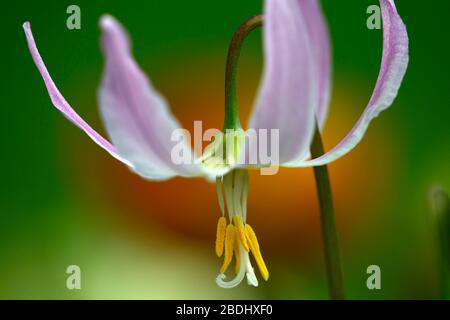 Eritronium Cascade Sunset Strain, Soft Pink fiori, giardino di legno, ombra, ombreggiato, legno, dente del cane viola, primavera, fiori, fiore, fioritura, RM Flor Foto Stock