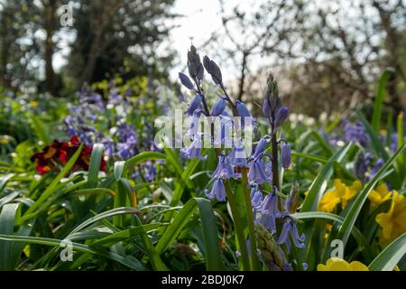 Bluebells in primavera, fotografato nel bosco vicino al giardino recintato a Eastcote House Gardens, London Borough of Hillingdon, UK. Foto Stock