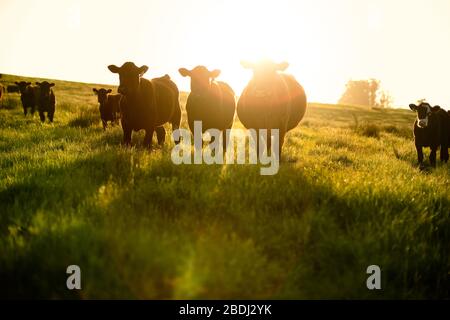 Gruppo di vacche in piedi in un campo erboso. Foto Stock