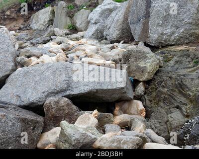 Inquinamento spiaggia micro plastica e industria della pesca commerciale corda di plastica scarta in mare. Cornwall Regno Unito. Credito: Robert Taylor/Alamy. Foto Stock