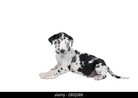 Un cucciolo del cane grande Dane o cane tedesco, la razza più grande del mondo, pelliccia di Harlequin, bianco con macchie nere, seduta isolata in bianco Foto Stock