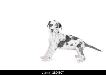 Un cucciolo del Grande cane Dane o cane tedesco, la più grande razza di cane del mondo, pelliccia di Harlequin, bianco con macchie grigie, in piedi isolato in bianco Foto Stock