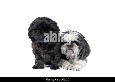 Due Shih-Tzu ( Shih Tzu ) cucciolo e madre nero e bianco e grigio, seduto e sdraiato isolato su uno sfondo bianco guardando la macchina fotografica, due cani Foto Stock