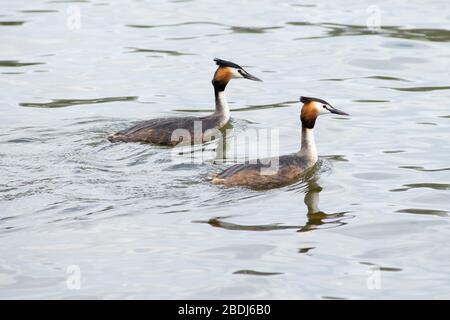 Due grandi Grebes crestati, maschio e femmina, - Podiceps cristatus - facendo il loro matrimonio o danza di accoppiamento e mostrando affetto in stagno nei Paesi Bassi Foto Stock