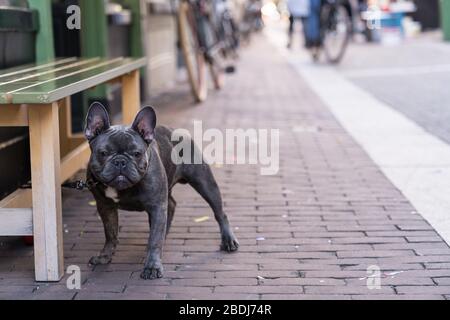 Solo grigio francese Bulldog attesa pazientemente sul suo padrone di casa fuori un negozio in una strada con spazio copia Foto Stock