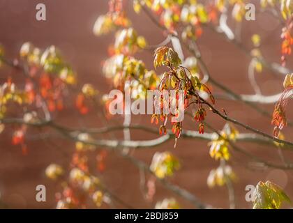 Nuovi semi di acero rosso all'inizio della primavera Foto Stock