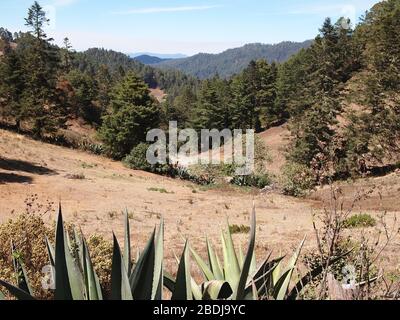 Agave e pini nelle montagne della Sierra Madre de Oaxaca, Messico meridionale Foto Stock