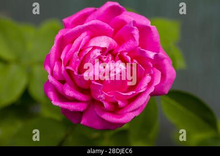 vista ravvicinata di una bella rosa Foto Stock