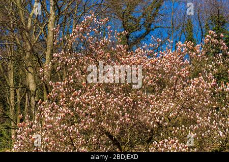 Grande albero di magnolia alla luce del sole con fiori porpora-bianchi che stanno per aprirsi Foto Stock