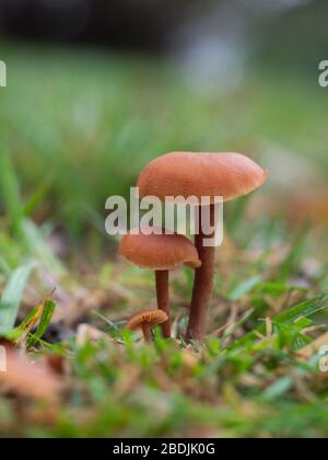 Laccaria laccata, comunemente conosciuta come il sedicente, o laccaria cerosa Foto Stock