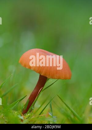 Laccaria laccata, comunemente conosciuta come il sedicente, o laccaria cerosa Foto Stock