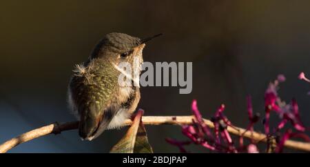 carino giovane hummingbird Foto Stock