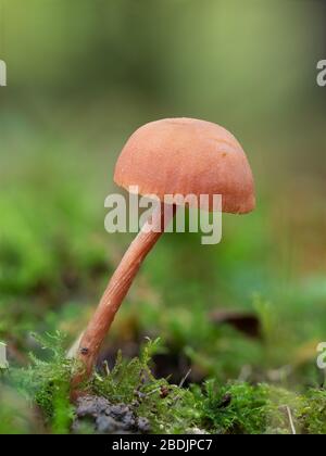 Laccaria laccata, comunemente conosciuta come il sedicente, o laccaria cerosa Foto Stock