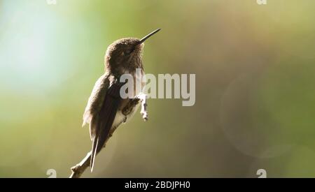 Hummingbird del vulcano retroilluminato Foto Stock