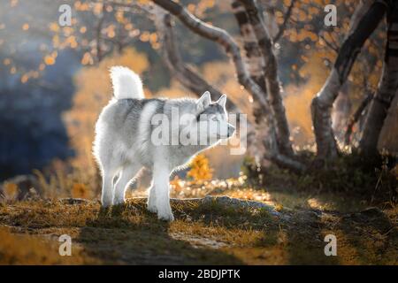 Husky siberiano nella foresta autunnale Foto Stock