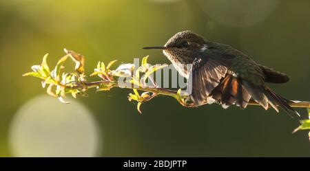 Wingspread vulcano hummingbird Foto Stock