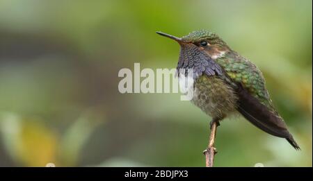 colibrì viola del vulcano al barbuto Foto Stock