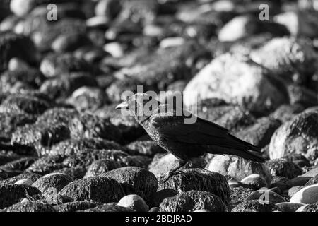 Un corvo siede su una spiaggia di Whidbey Island con la bassa marea Foto Stock