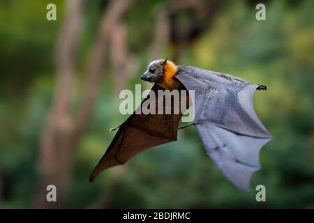 Pteropus poliocephalus - volpe volante a testa grigia la sera, volare via dal sito del giorno, appendere sul ramo e guardare. Foto Stock