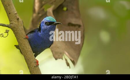 Rosso Honeycreeper zampe Foto Stock