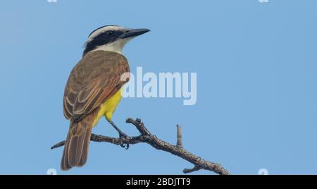 Grande kiskadee arroccato in alto Foto Stock