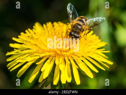 Un macro colpo di una mosca che raccoglie polline da un fiore di dente di leone. Foto Stock