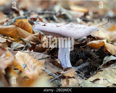 Il legno viola che cresce in lettiera a foglia. Foto Stock