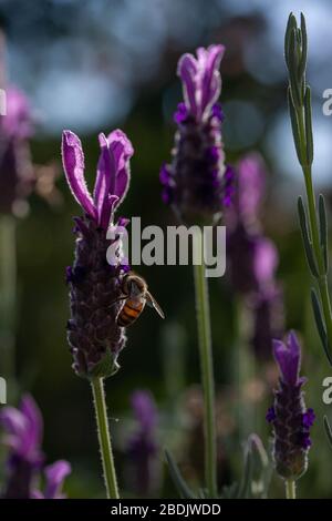 Un impianto di lavanda spagnola che è visitato da un'ape. Foto Stock