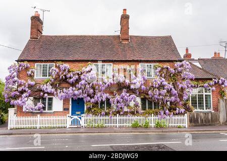 Gliceria sinensis su un cottage inglese Foto Stock