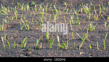File di grano o orzo giovani che sono entrati male nel campo dell'agricoltura. Foto Stock
