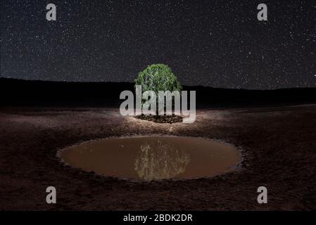 Lone albero che riflette in piccolo stagno sotto un milione di stelle Foto Stock