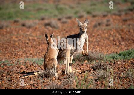 Canguri rossi sulle pianure rocciose di Gibber del Parco Nazionale di Sturt Foto Stock