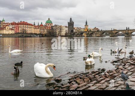 Wildfowl compresi cigni e anatre sulle rive del fiume Moldava vicino al Ponte Carlo a Praga, Repubblica Ceca Foto Stock