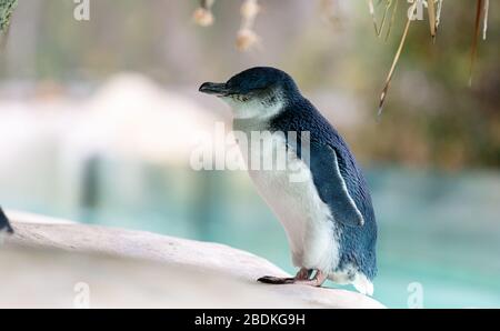 Piccolo penquin nel profilo laterale con sfondo sfocato e colori silenziosi Foto Stock