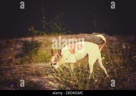 Foto d'arte con un cane chihuahua in natura Foto Stock