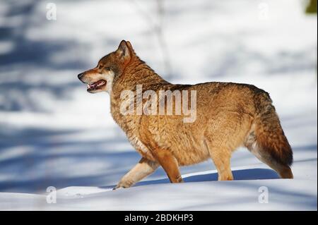 Lupo eurasiatico (Canis lupus lupus) in camminata nella neve, Parco Nazionale della Foresta Bavarese, Baviera, Germania Foto Stock