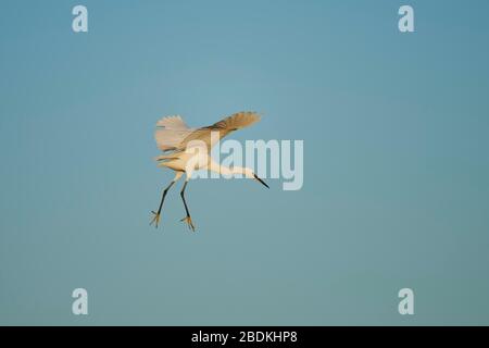 Piccolo egret (Egretta garzetta), sbarco, Parc Naturel Regional de Camargue, Francia Foto Stock