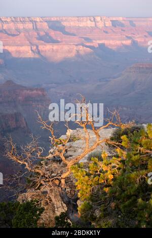 Foto di landcape dell'alba a Cape Royal, bordo nord del Parco Nazionale del Grand Canyon Foto Stock