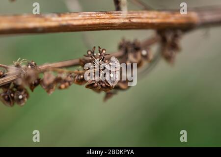 Frutti secchi ricci del bacino a Springtime Foto Stock
