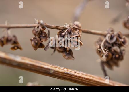Frutti secchi ricci del bacino a Springtime Foto Stock