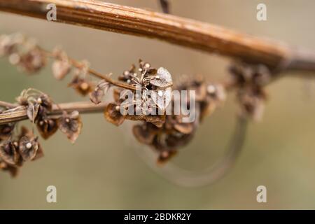 Frutti secchi ricci del bacino a Springtime Foto Stock