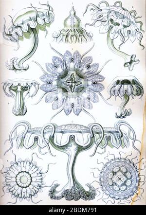 Haeckel Discomedusae 18. Foto Stock