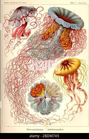 Haeckel Discomedusae. Foto Stock